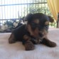 1 MESE